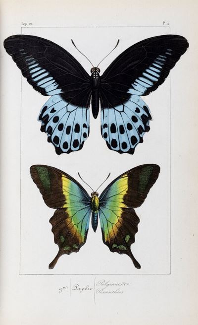 Histoire Naturelle Des Lepidopteres Exotiques