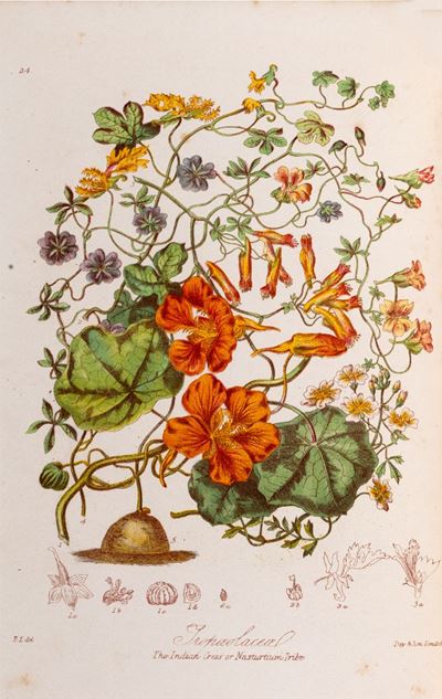 Illustration Of The Natural Orders Of Plants