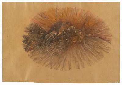 L'elefantessa Coltivò Fagioli Giganti