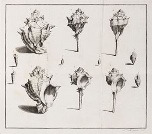 Delle Porpore e delle Materie Vestiarie presso gli Antichi.