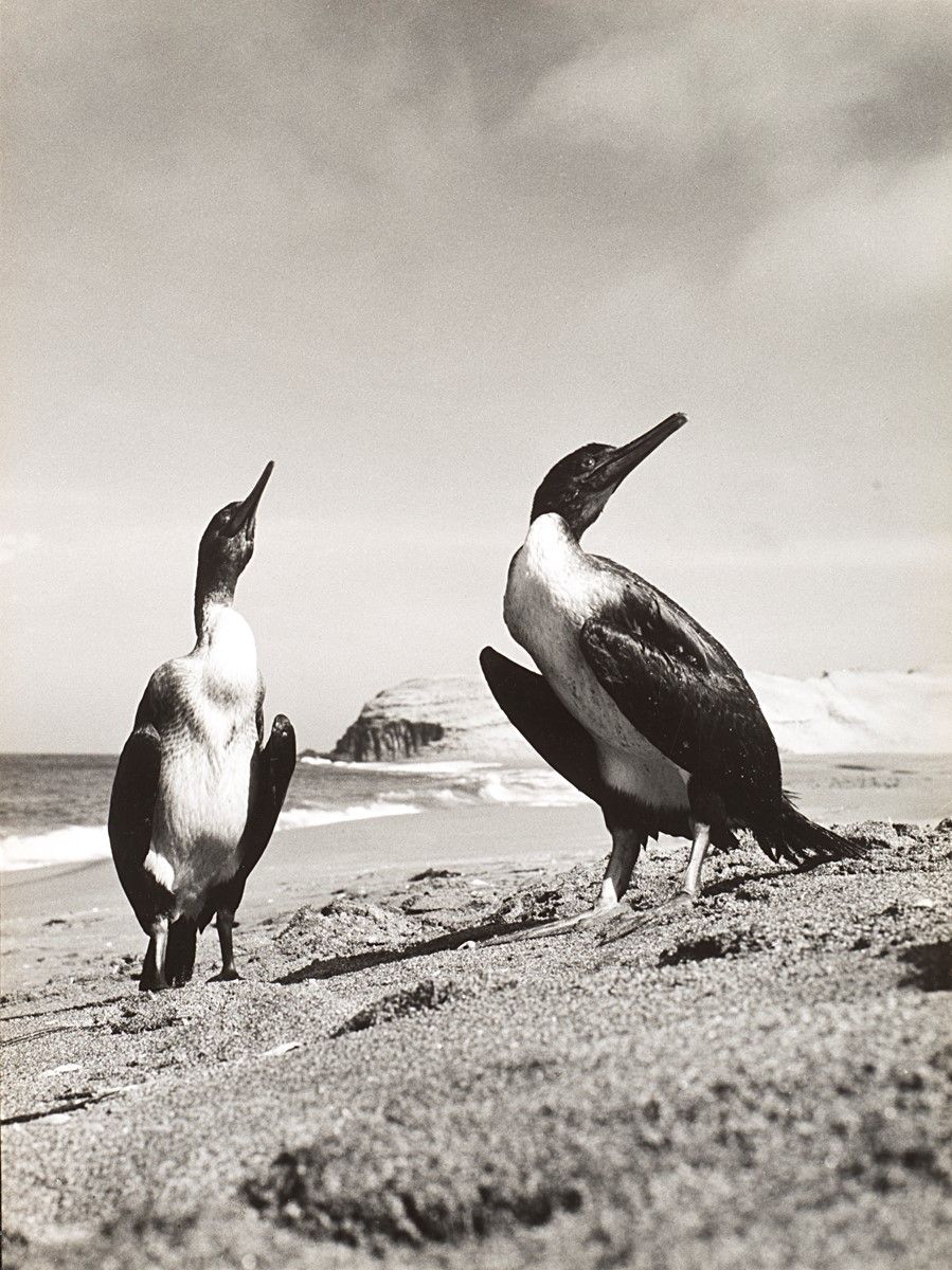 Harold Miller Null - Perù, 1945 - 1949