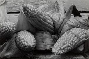 Stettner Louis - Corn, Athens, New York taken summer 