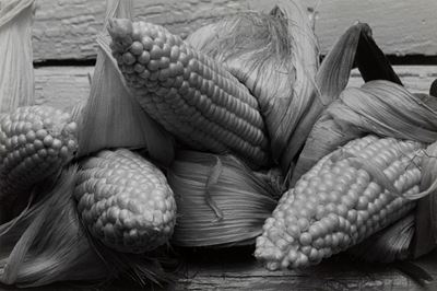 Corn, Athens, New York Taken Summer