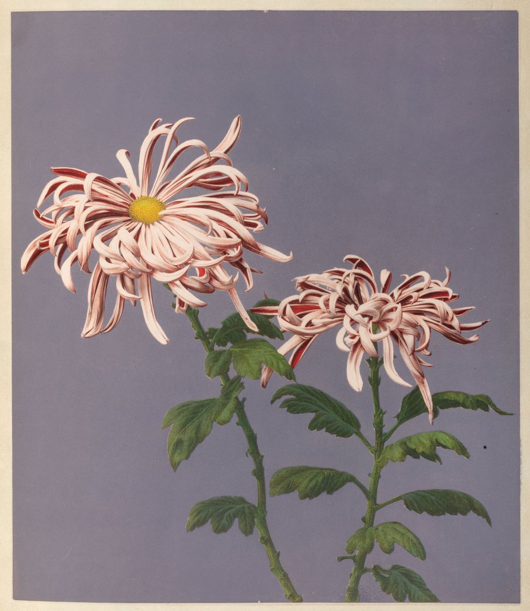 Giappone - Album - Ogawa, Kazuma - Some Japanese flowers 1800