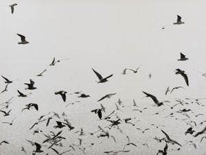 Giacomelli Mario - Untitled (Seagull)