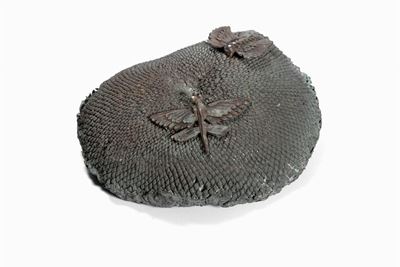 Due farfalle, bronzo patina bruna, esemplare unico