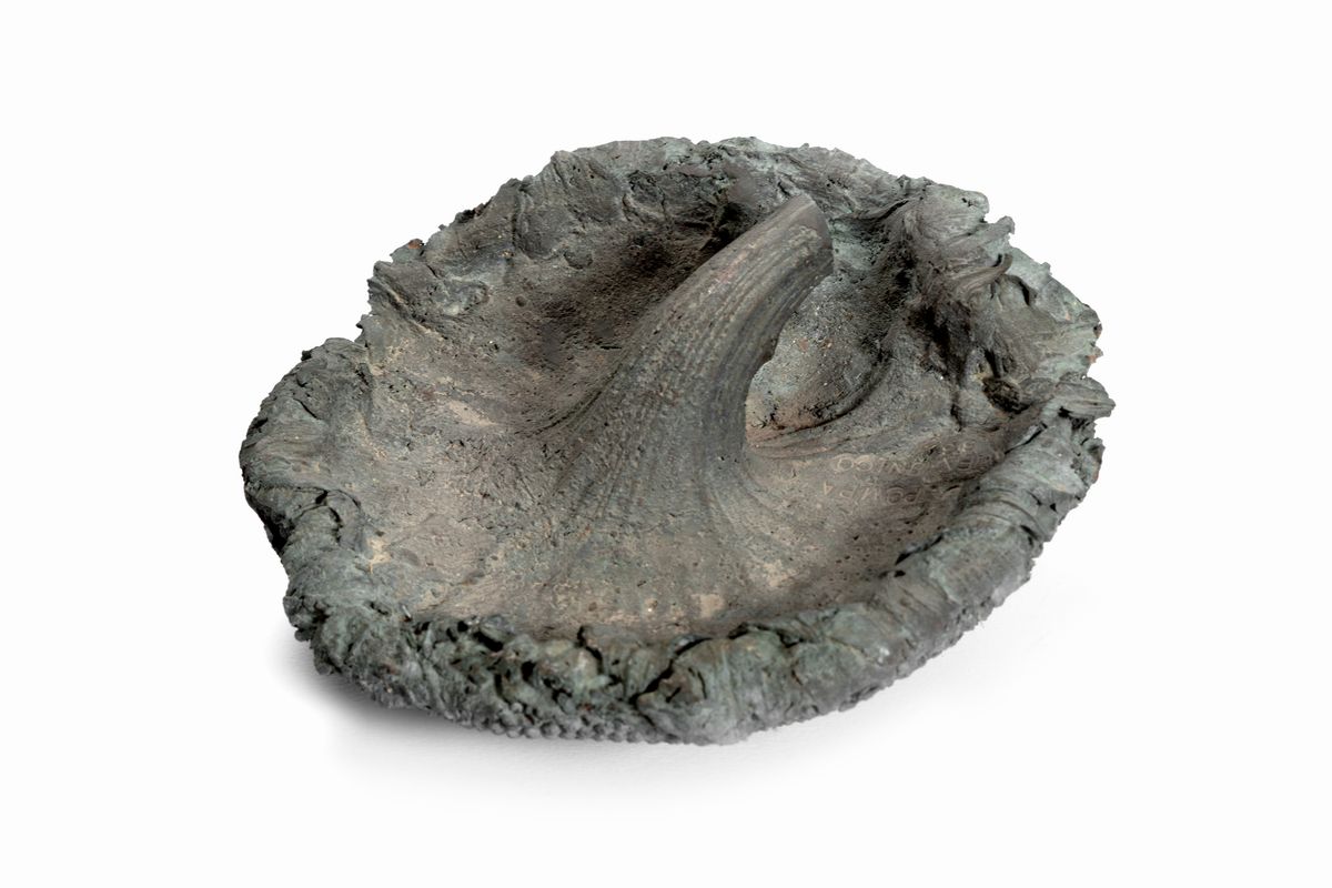 Gaetano Pompa - Coleottero - bronzo patina bruna, esemplare unico