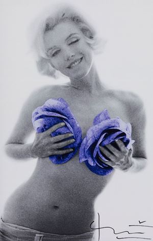Stern Bert - Marilyn Purple Wink Roses
