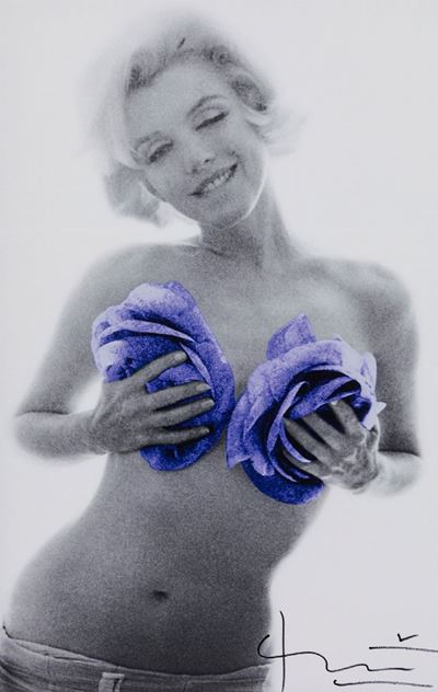 Marilyn Purple Wink Roses