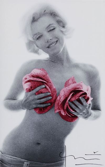 Marilyn Pink Wink Roses