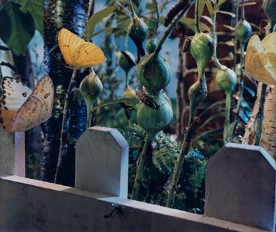 Senza Titolo, dalla Serie "natural Wonder"