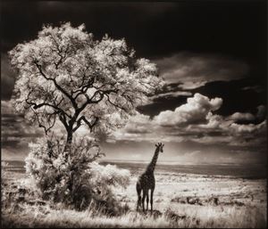 Brandt Nick - Giraffe Looking out over Plains, Serengeti