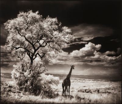 Giraffe Looking Out Over Plains, Serengeti
