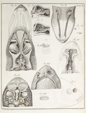 Anatomicae Disquisitiones de Auditu et Olfactu