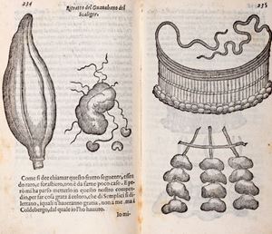 Of the history of the simple flavored. And other things, which are brought from the East Indies pertaining to the use of medicine