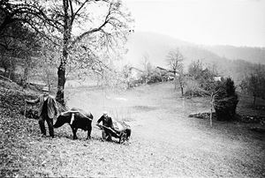 Italia, Piemonte, "Il mondo dei vinti", 1977