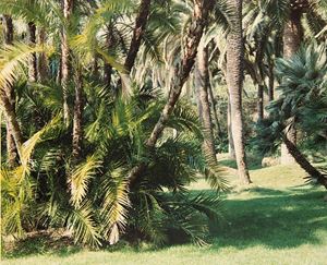 Ventimiglia, Villa Hanbury, 1987