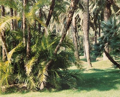 Ventimiglia, Villa Hanbury, 1987