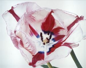 Senza titolo, dalla serie "Flowers", 1996