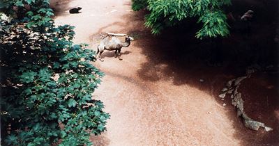 Zoologischer Garten Antwerpen III, 1991