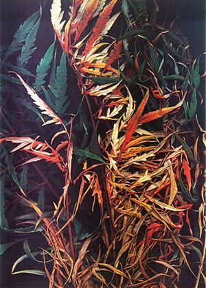 Autunno, 1985