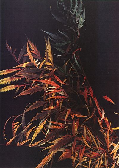 Autunno, 1985