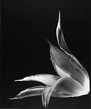 Senza titolo (Fiore), anni 1990