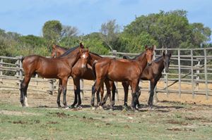 The Choice of the Foal