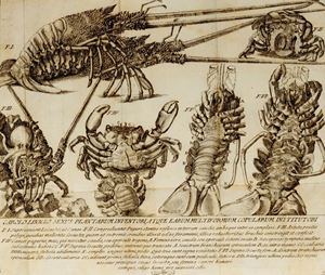 Dissertazione seconda su de' timpanetti dell'udito scoverti nel Granchio Paguro e sulla bizzarra di lui vita