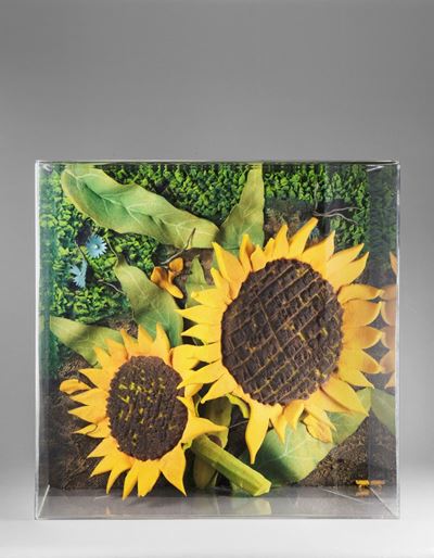 Girasoli, poliuretano espanso in teca di plexiglass, 1975