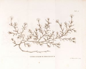 Flora Gallica seu enumeratio plantarum