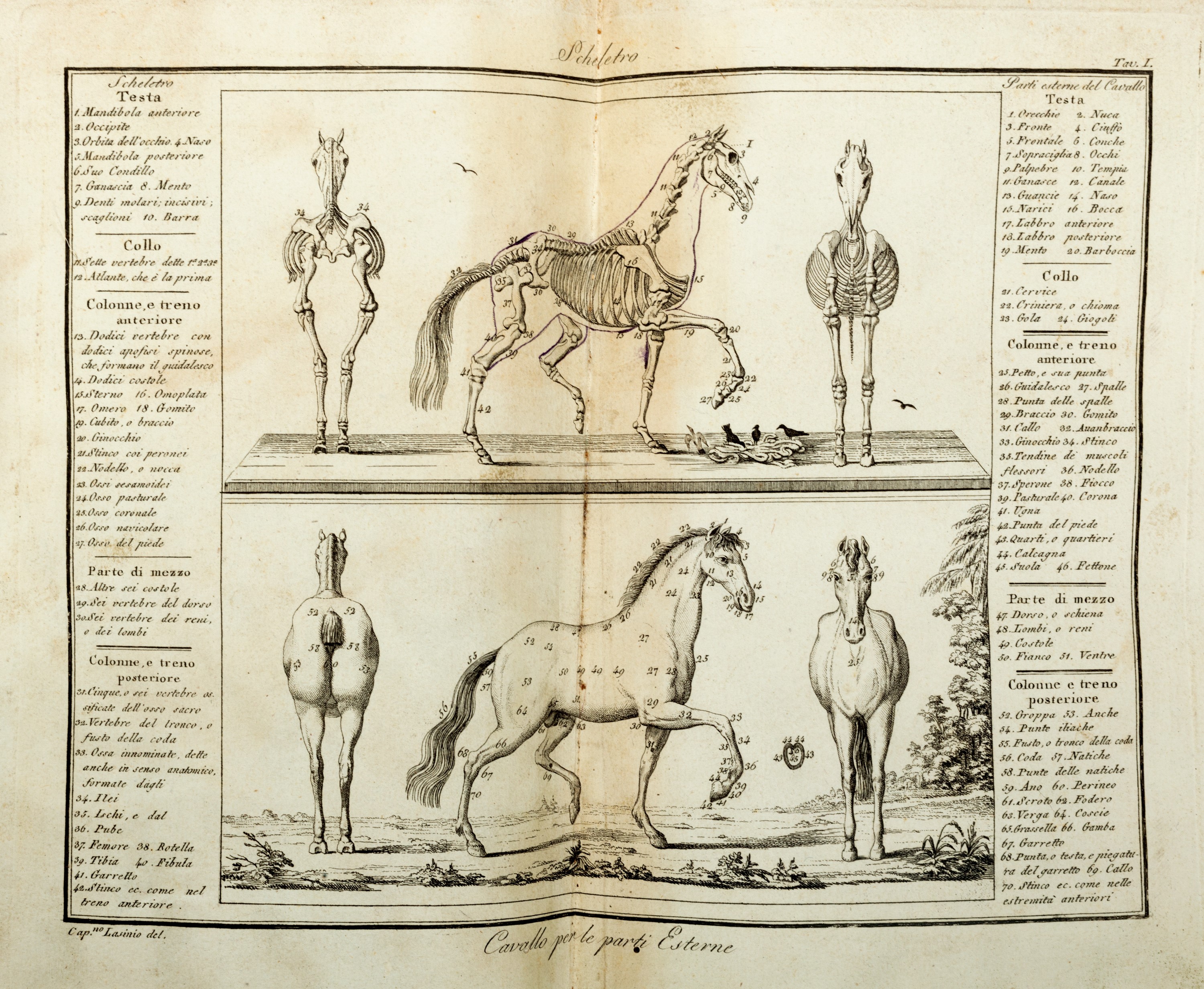 Federico Mazzuchelli Maruli - Scuola equestre. Elementi di cavallerizza, lezioni equestri, il cav...