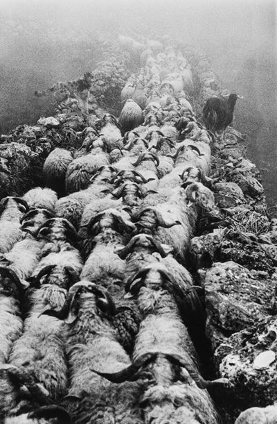 Pierre Loti, Pyrénées: La transhumance, Stampa successiva alla gelatina ai sali d'argento, 1957
