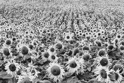 Inconnu, Tournesol - Stampa vintage alla gelatina ai sali d'argento