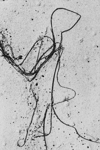 Aaron Siskind, Sea Weed 5, Stampa successiva alla gelatina ai sali d'argento