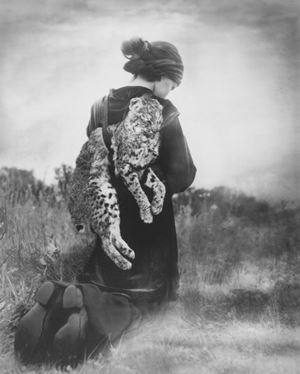 Journey of the Bobcat