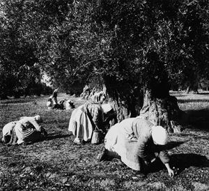 La raccolta delle olive in provincia di Taranto