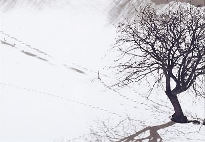 Albero solitario - Stampa a getto d'inchiostro, 2012
