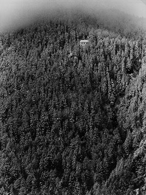 Senza titolo (Pineta)