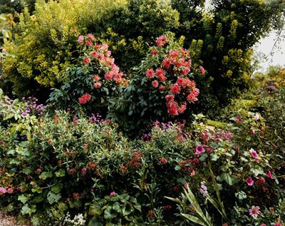 Dalla serie 'Girverny', C-print vintage