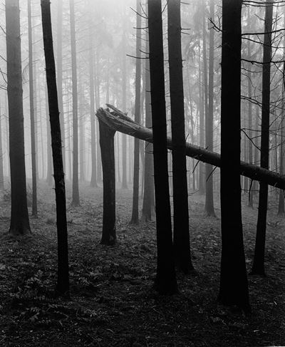 Senza Titolo (alberi)