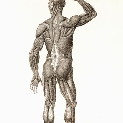 Anatomia Universale [...] Rappresentata con Tavole in Rame Ridotte a Minori Forme di Quelle della...