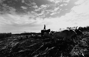 Repubblica Domenicana, Zucchero