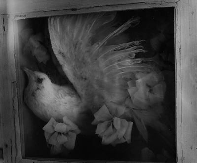 Bird of the Death Dream, Stampa alla gelatina ai sali d'argento, 1979