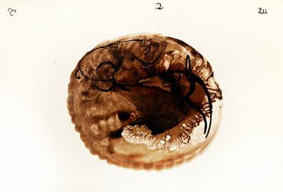 Segni di terra - tecnica mista su carta, 1969