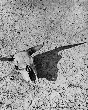 Bleached Skull of a Steer, South Dakota