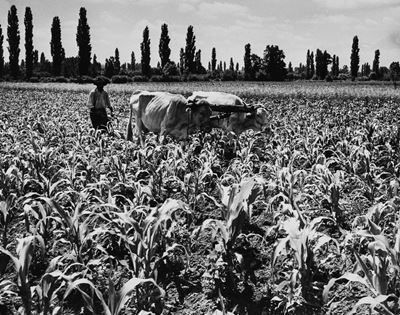 La Plaine de la Garonne: champs de mais, stampa vintage alla gelatina ai sali d'argento