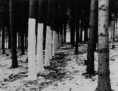 Jan Dibbets, Forest Piece 1969, Near Amsterdam, Olanda