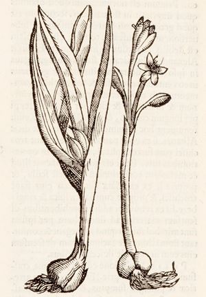 Mesuè,  - Opera De medicamentorum purgantium delectu, castigatione, & vsu, libri duo. Quorum priorem canones vniuersales, posteriorem de Simplicibus vocant.