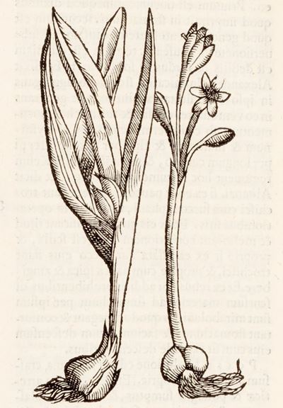 Opera De Medicamentorum Purgantium Delectu, Castigatione, & Vsu, Libri Duo. Quorum Priorem Canone...